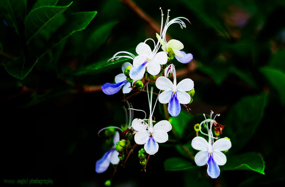Dewan Jaglul Photography