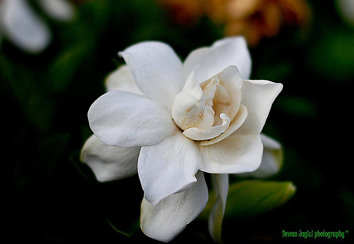 Dewan Jaglul Photography